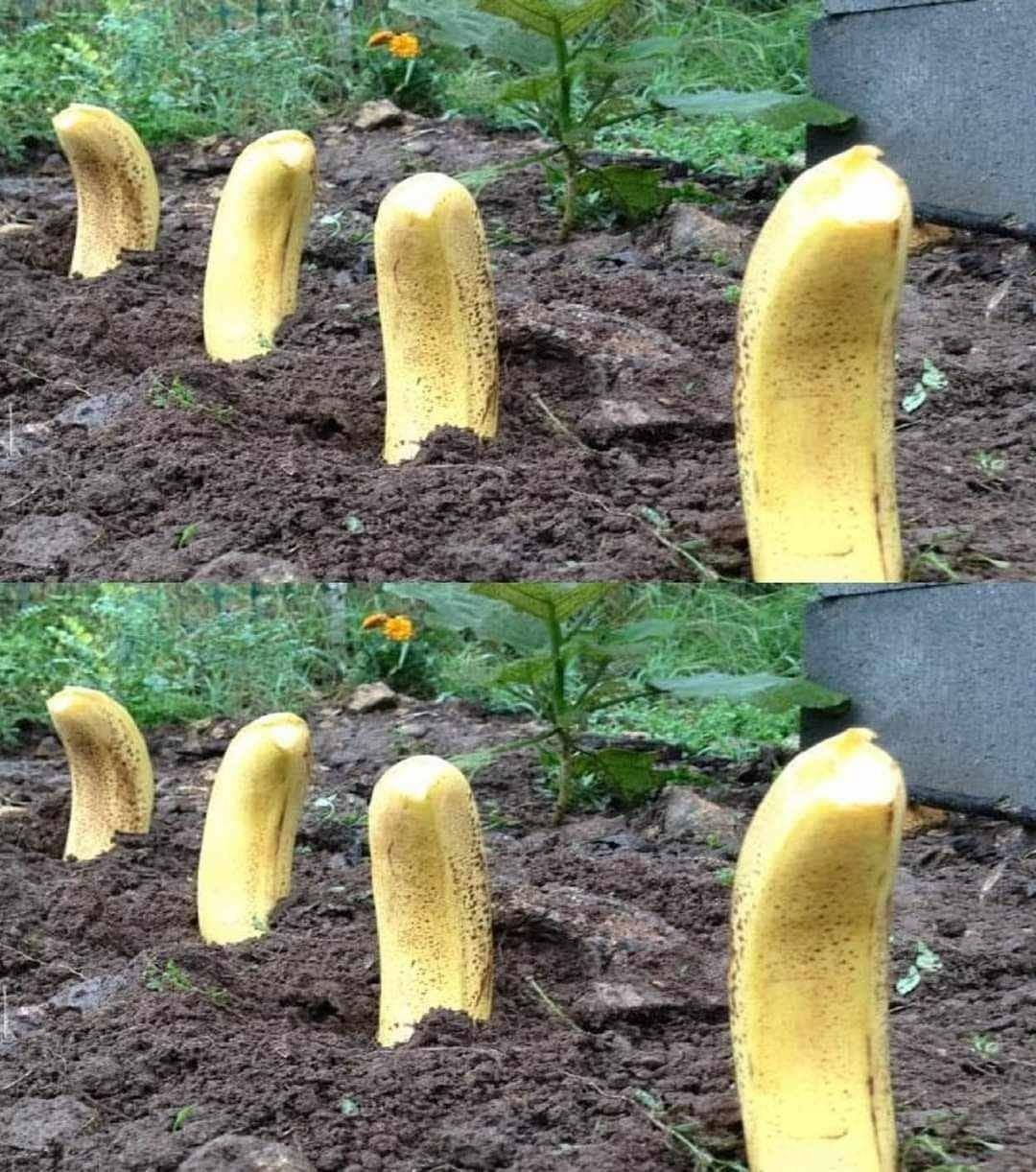 481153574 122159367128335096 4535092697038008053 N
