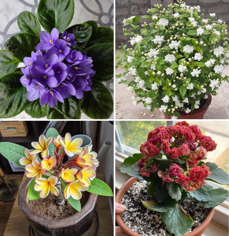 480667449 122206286120233015 4919255961696874588 N 768x793