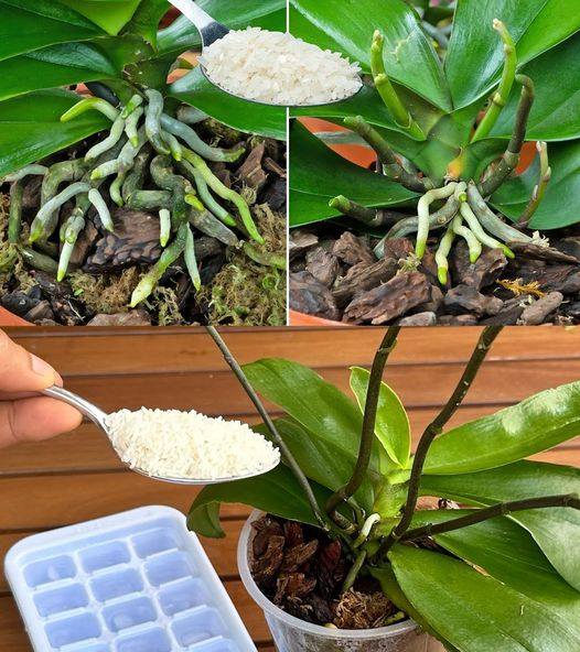 486298287 122164001726335096 8382862342783400850 N